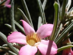 Adenium oleifolium leaves and flower tube